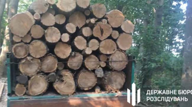 ​На Вінниччині ДБР повідомило про підозру працівнику лісництва за незаконні порубки на понад 3 млн грн