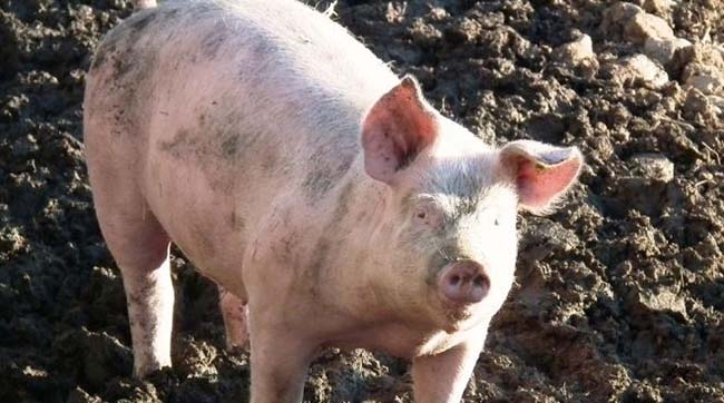 ​Україна заборонила імпорт свиней з чотирьох воєводств Польщі
