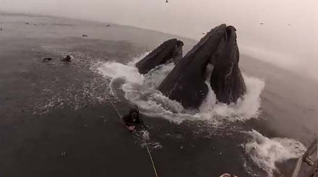 У берегов Калифорнии киты чуть не проглотили двух дайверов (видео)