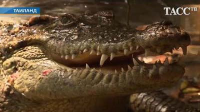 В Тайланде завели сторожевых крокодилов