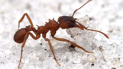 Несколько американских штатов атакуют странные муравьи