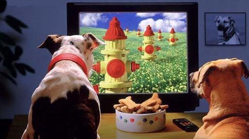 В Штатах запустили TV для собак