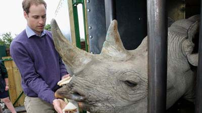 Принц Уильям угостил носорога обедом с королевской руки 