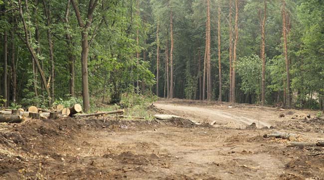 Гомільшанські ліси: другий рік правління директора-лісоруба почався з дерибану земель нацпарку