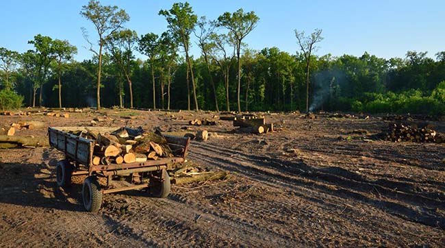 У Київській області МВС не знайшло вирубку дерев у лісі