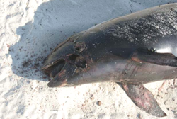 Факт розстрілу на Миколаївщині шести дельфінів намагаються зам’яти