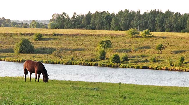 zapovidnik