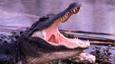 В Австралии поймали крокодила, съевшего семилетнюю девочку
