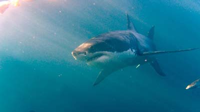 На пляжах Флориды акулы напали на отдыхающих