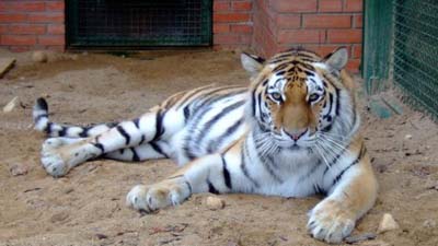 В Таиланде на крыше пятиэтажки обнаружили живых тигров