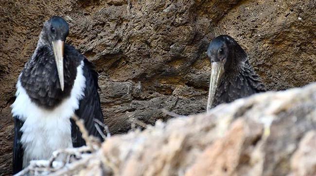 ​У Туреччині помічена пара унікальних чорних лелек - птахів вдалося зняти в гнізді