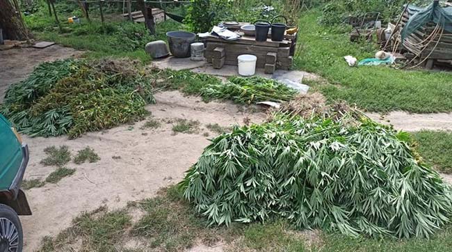 ​Київські поліцейські знищили майже 700 рослин конопель та вилучили 50 кілограмів канабісу