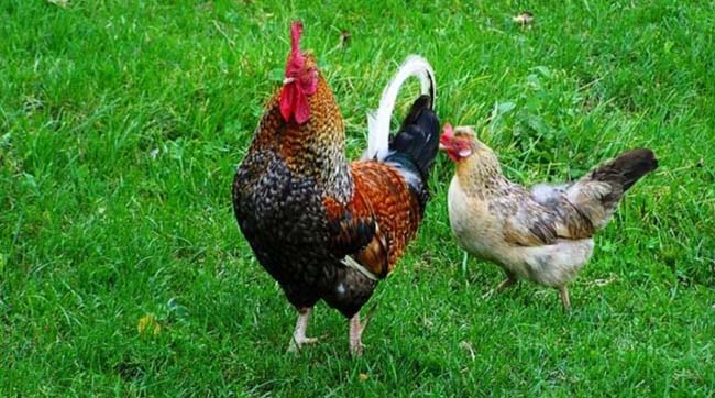 ​Єврокомісія хоче збільшити імпорт курячого м'яса з України, щоб зупинити його неконтрольоване ввезення