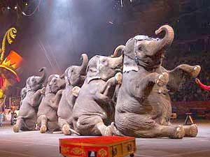 Защитники прав животных подали в суд на цирк 