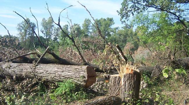 Прокуратура перевіряє факт знищення дерев на Жуковому острові