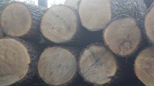На Київщині викрито факти незаконного перевезення лісу