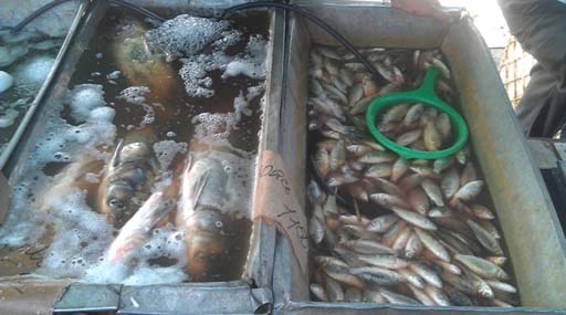 На столичному ринку виявлено факт незаконної реалізації рибної продукції
