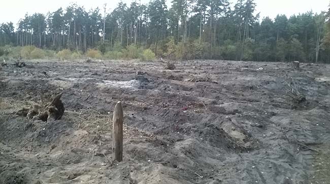 Київзеленбуд намагається приховати сліди знищення діброви у Пуща-Водицькому лісі - фоторепортаж