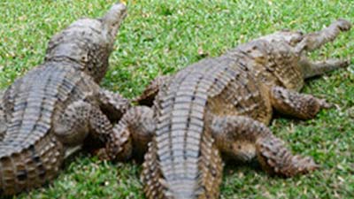 В китайском зоопарке посетители перебили почти всех крокодилов