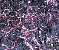 В Якутии произошло похищение века – украден миллион дождевых червей