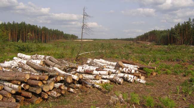 На Житомирщині кілометри лісу валять під ЛЕП