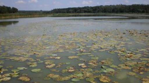 Забруднення озера в національному парку санкціонував голова міськради