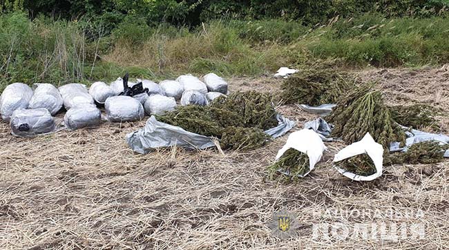 ​На Луганщині поліцейські вилучили 150 кілограмів марихуани