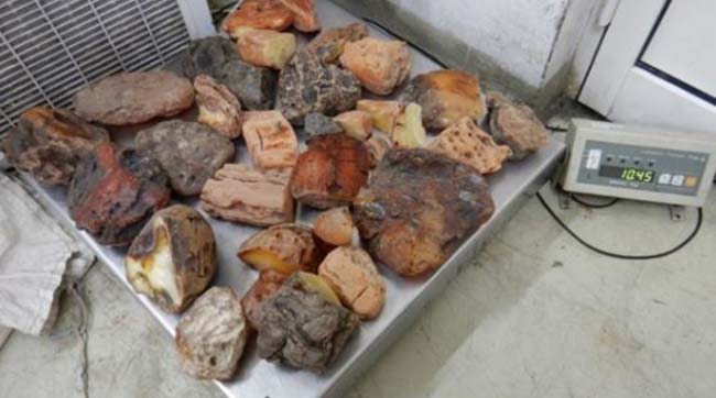 ​На кордоні Польщі зупинили контрабанду 10,5 кг бурштину з України, один з каменів необробленого бурштину важив 1,4 кг