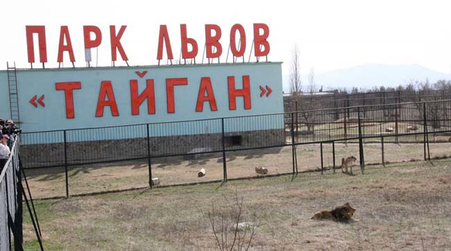 Россия, как всегда, «кинула». В этот раз крупнейший в Европе парк львов «Тайган» в Крыму