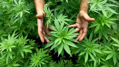 В Уругвае предлагают легализовать марихуану на госуровне 